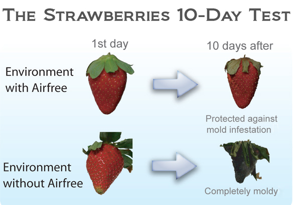 10 Day Strawberry Test showing mold on strawberry grown in room with and without AirFree sterilization